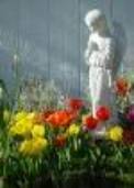 Angel Praying Stock Photo: Angel Statue in Tulip Garden